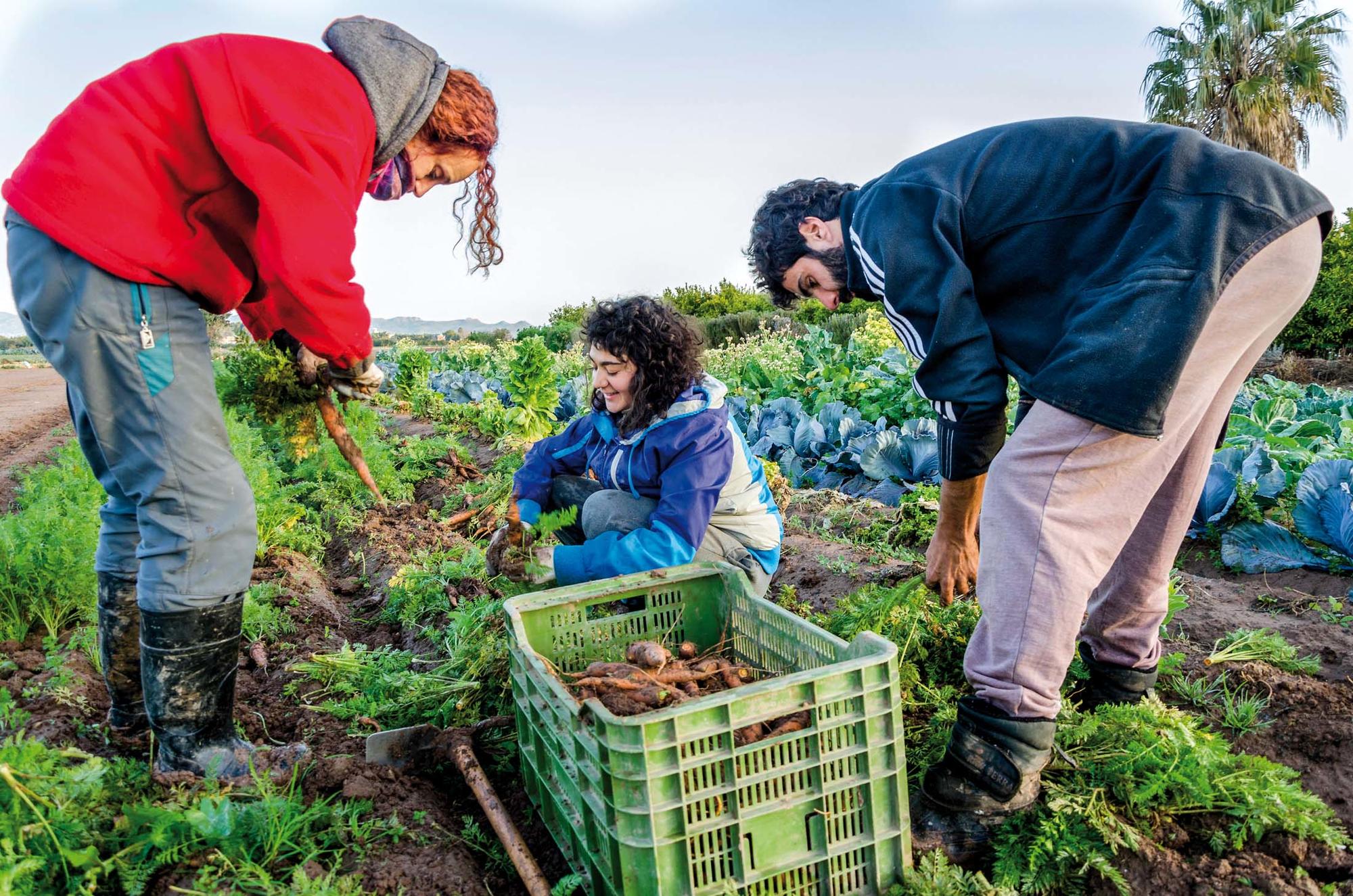 Agricultura joven en País Valencià